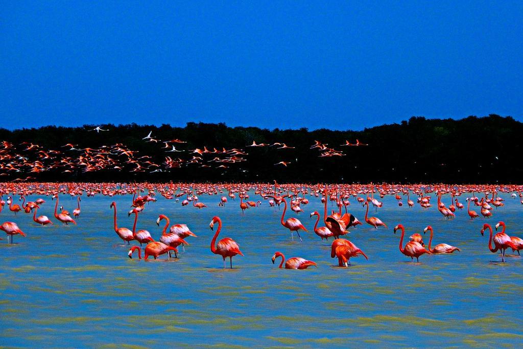 ホテルCasa Laguna Lagartos Río Lagartos エクステリア 写真